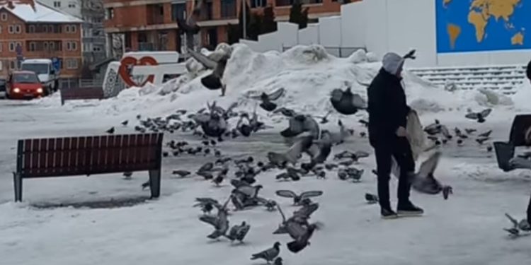 Miki frizer: Heroj Tutinskog Trga, ljubav prema golubovima i prirodi