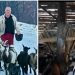 Nema brže, bolje i lakše zarade od koza kaže Kemal VIDEO