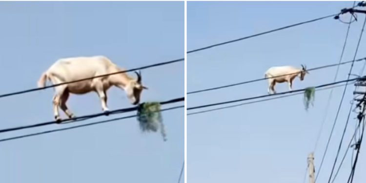 Pogledajte nevjerovatan video snimak: Koza se popela na žice zbog hrane VIDEO