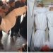 Novi zločin cionista: Ubijena petočlana porodica, djeca od osam šest i četiri godine