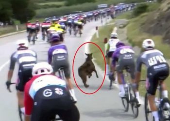 Neobičan incident na Giro d’Italia: Koza utrčala na stazu i nasrnula na biciklistu VIDEO