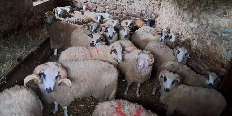 Cijene kurbana variraju: Dudić 250 a Demirović 220 eura, na tržištu znatno jeftinije