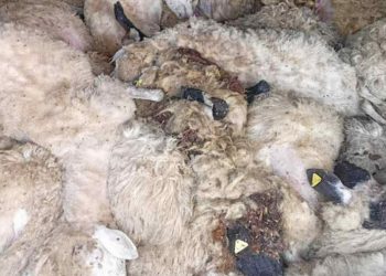 Masakr u štali kod Tuzi: Psi lutalice zaklali 89 ovaca, stočari traže hitnu reakciju