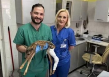 Humanost na djelu: Ortoped iz Pljevalja sanirao polomljenu nogu lanetu