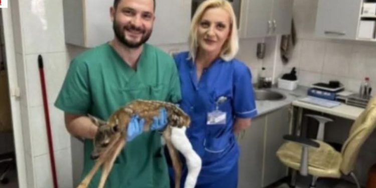 Humanost na djelu: Ortoped iz Pljevalja sanirao polomljenu nogu lanetu