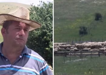 Muamer Dacić- ovčar i oličenje radne etike, gaji preko 550 ovaca u selu Bioc na Pešteru