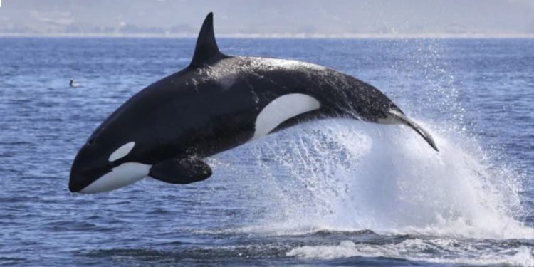 Rijetki gost Jadranase pojavio: Kit izazvao oduševljenje turista u Crnoj Gorijut