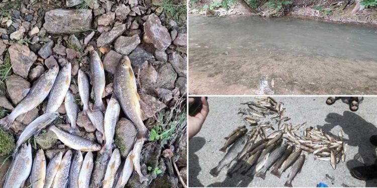 Ekološka katastrofa na rijeci Raški: Masovni pomor ribe u Novom Pazaru, sumnja se na trovanje