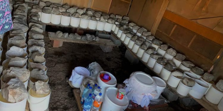 Pešterski sir – blago sa visoravni koje spaja tradiciju, zdravlje i autentičan ukus