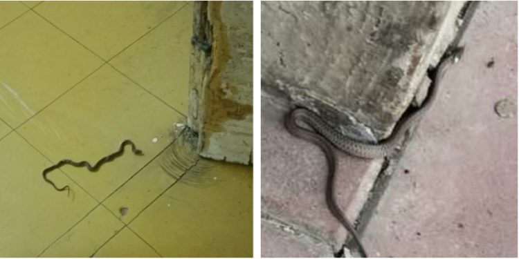 Uslikana zmija na dečije i grudno odeljenje Opšte bolnice u Novom Pazaru, panika među bolesnicima i zaposlenim