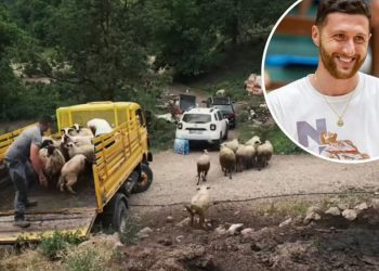 Jusuf Nurkić donirao novo stado porodici iz Foče nakon napada vukova: Gest koji vraća vjeru u ljude