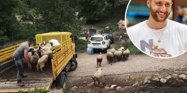 Jusuf Nurkić donirao novo stado porodici iz Foče nakon napada vukova: Gest koji vraća vjeru u ljude