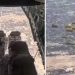 Video snimak iz španskog aviona tokom dostave pomoći Gazi, hrana i druge potrepštine VIDEO
