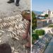 Pomor ribe u rijeci Raška: Tužilaštvo pokreće krivični postupak protiv Dž.K. iz Novog Pazara