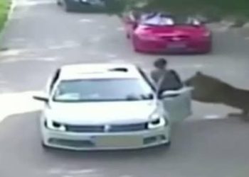 Tragedija u safari parku: Tigar usmrtio ženu pred porodicom VIDEO