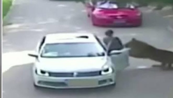 Tragedija u safari parku: Tigar usmrtio ženu pred porodicom VIDEO