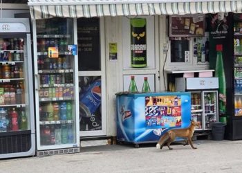 Lisica prošetala korzoom Sjenice, u sred bijela dana uslikana