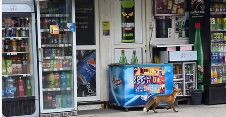 Lisica prošetala korzoom Sjenice, u sred bijela dana uslikana