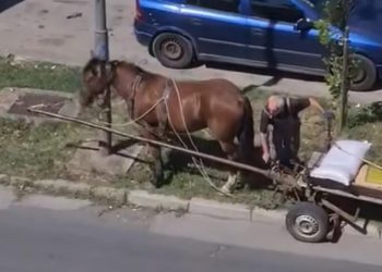 Parking zaprežnog vozila nasmijao građane:  Nigdje u pravilniku ne piše ako se parkira konj
