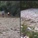 Ibar ponovo presušio, apel građanima i udruženjima na spasavanje riba i rječnog ekosistema