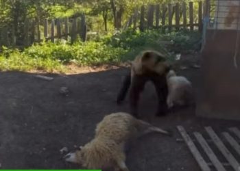 Težak udarac za Azmirovu porodicu: Medvjed upao u tor i usmrtio 4 ovce i odnio ovna VIDEO