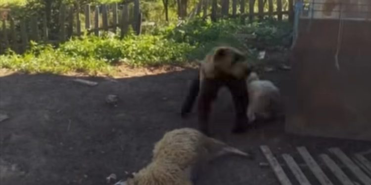 Težak udarac za Azmirovu porodicu: Medvjed upao u tor i usmrtio 4 ovce i odnio ovna VIDEO