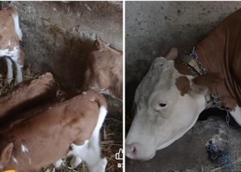 Radost domaćinstva ja jugu Srbije: Krava Beba otelila četvorke VIDEO