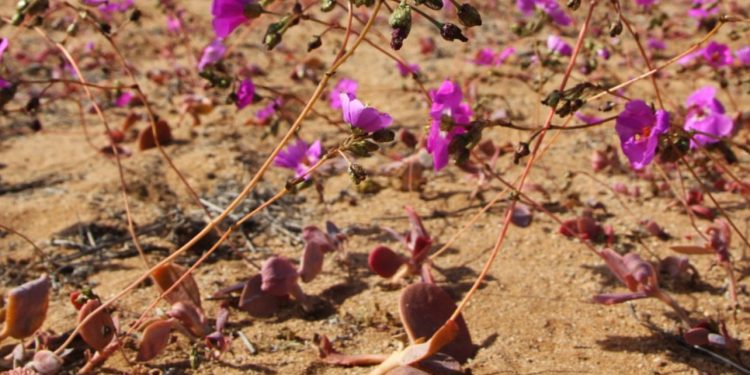 Atacama procvjetala: čudo u najsušnijoj pustinji svijeta
