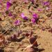 Atacama procvjetala: čudo u najsušnijoj pustinji svijeta