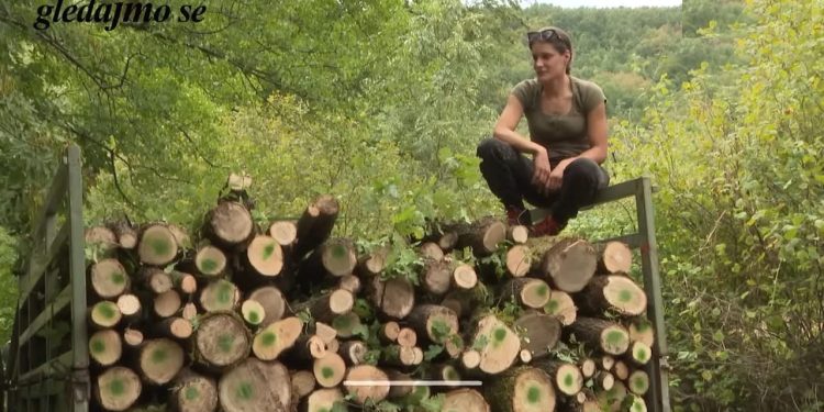”Ja sam svoj gazda!“ Djevojka iz Dragalja posiječe kamion drva i postane viralna senzacija