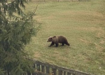 Nevjerovatna slika u sred dana: Mečka u naselju Velje Polje kod Tutina