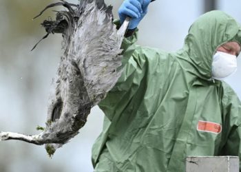 Haos u Njemačkoj: Ptice padaju mrtve sa neba, traži se zatvaranje farmi