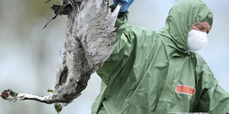Haos u Njemačkoj: Ptice padaju mrtve sa neba, traži se zatvaranje farmi