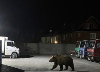 Medved ponovo u Veljem Polju: Divlja priroda na pragu Tutina, mještani u nevjerici i strahu