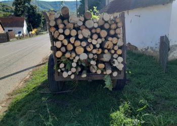 Nevjerovatn potez sudije: kažnjen vlasnik drva koji ih je dobio na poklon, otac šestoro djece