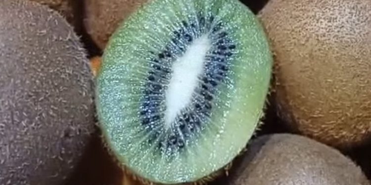 Sjeverna Makedonija zabranila uvoz kivija iz Srbije, prisustvo  larvi i insekata