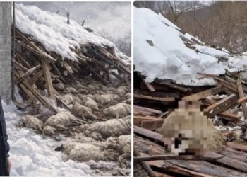 Snijeg urušio krov štale, stradalo stado ovaca i koza, mladi stočar ne krije tugu