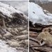 Snijeg urušio krov štale, stradalo stado ovaca i koza, mladi stočar ne krije tugu