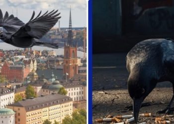 Vrane čiste ulice od opušaka u Švedskoj, ekološki projekat za najpametnije ptice