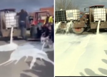 Masovni protest proizvođača mleka – blokade puteva i prosipanje tona mleka