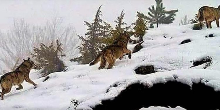 Vremenska prognoza za Sandžak i Srbiju – februar 2026