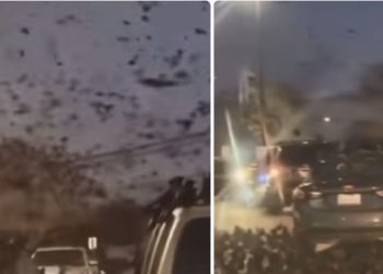 Tel Aviv preplavljen jatima vrana i gavrana, jevreji u panici