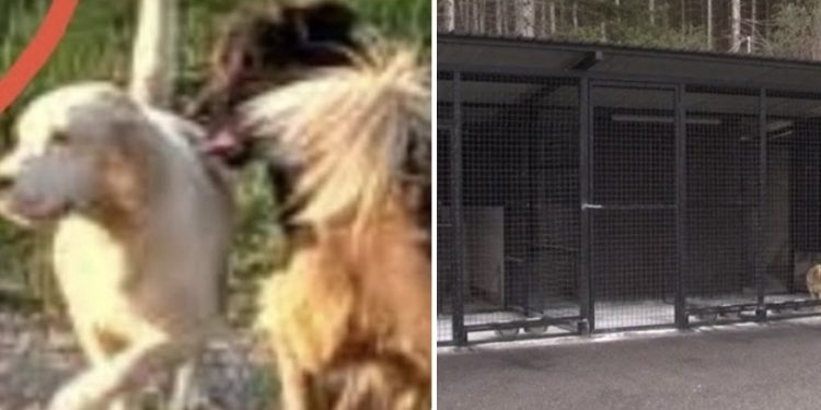 Novi Pazar otvorio gradsko prihvatilište za pse i mačke