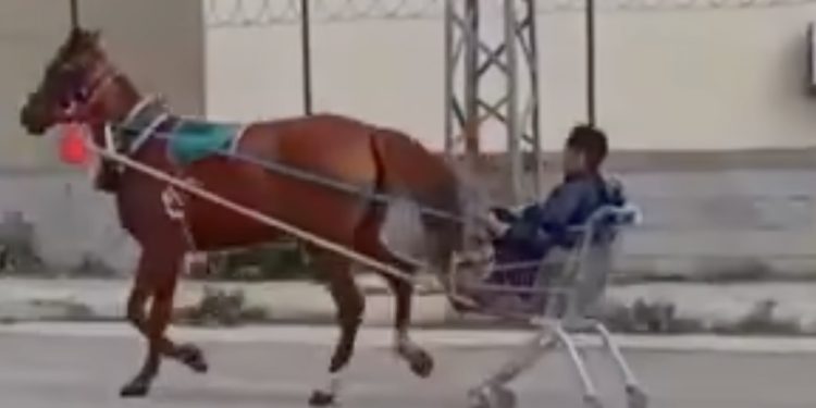 Najnoviji izum kao zaprežno vozilo: koja kategorija vozačke dozvole treba VIDEO