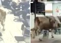 Istanbul: Bik kupljen za Kurban pobjegao ulicama, haos napravio u frizerskom salonu