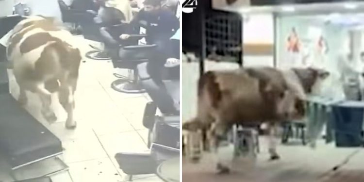 Istanbul: Bik kupljen za Kurban pobjegao ulicama, haos napravio u frizerskom salonu