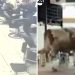 Istanbul: Bik kupljen za Kurban pobjegao ulicama, haos napravio u frizerskom salonu