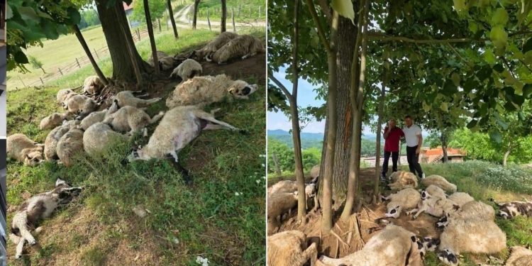 TRAGEDIJA U GAZDINSTVU PORODICE IBRAHIMOVIĆ: Udar groma usmrtio veliki dio stada