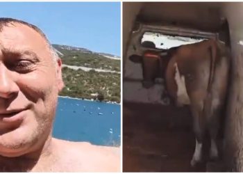 Rasim iznenadio Neum: Na more poveo i kravu jer nije imao kome da je ostavi