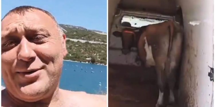 Rasim iznenadio Neum: Na more poveo i kravu jer nije imao kome da je ostavi